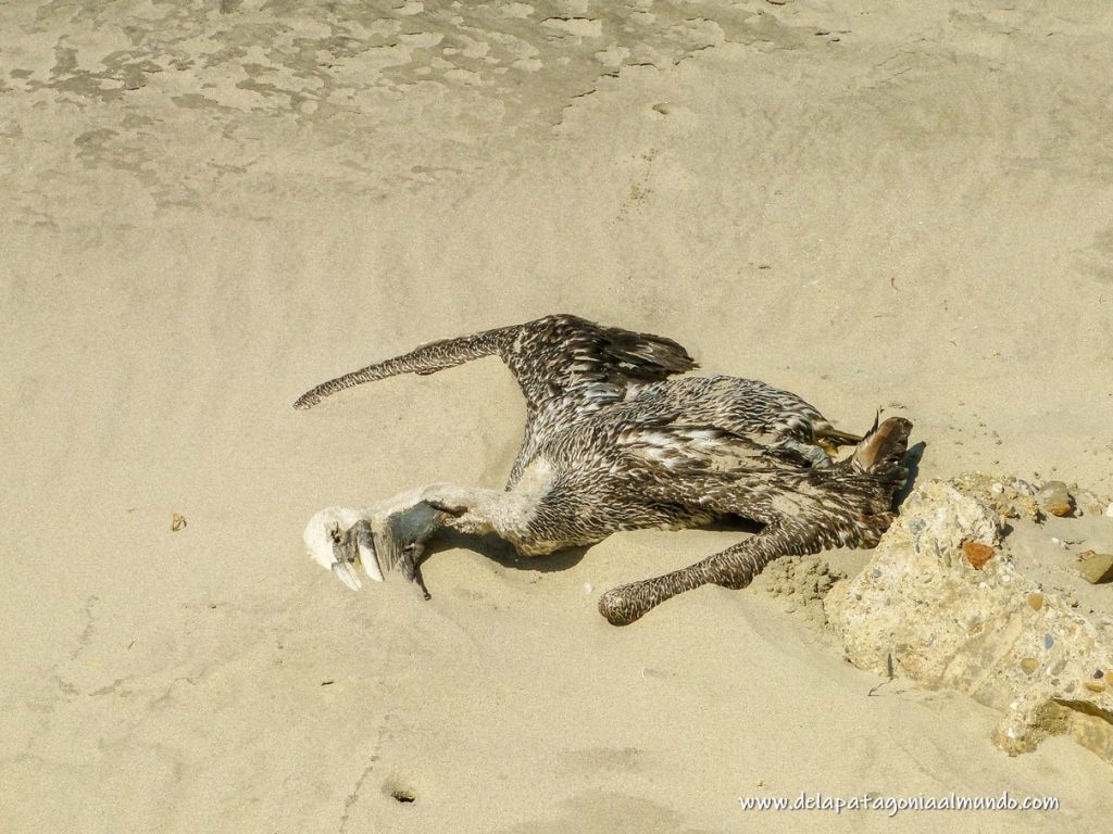 Pelícano muerto en playa de Perú