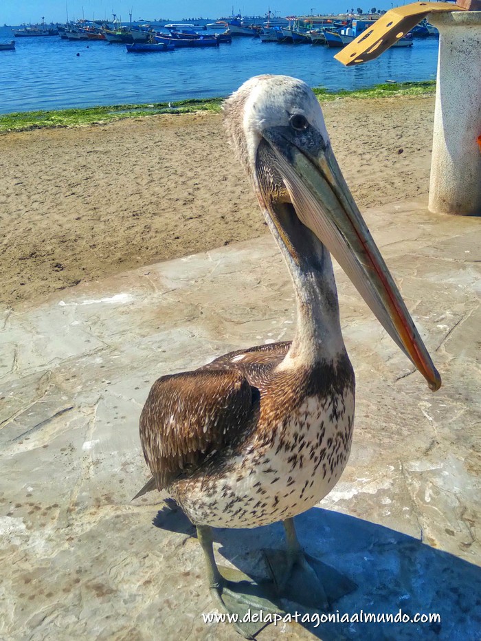 Pelicano en Paracas, Perú