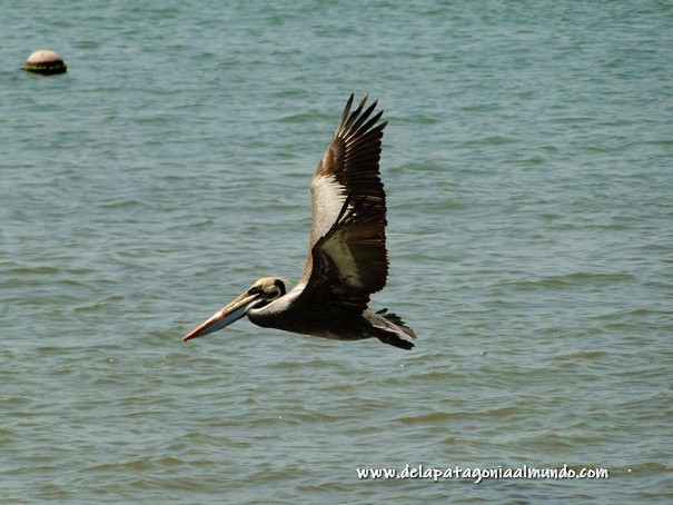 Pelicano volando