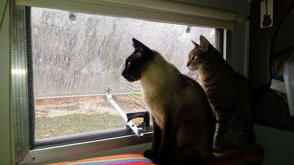Fles y Enana mirando por la ventana