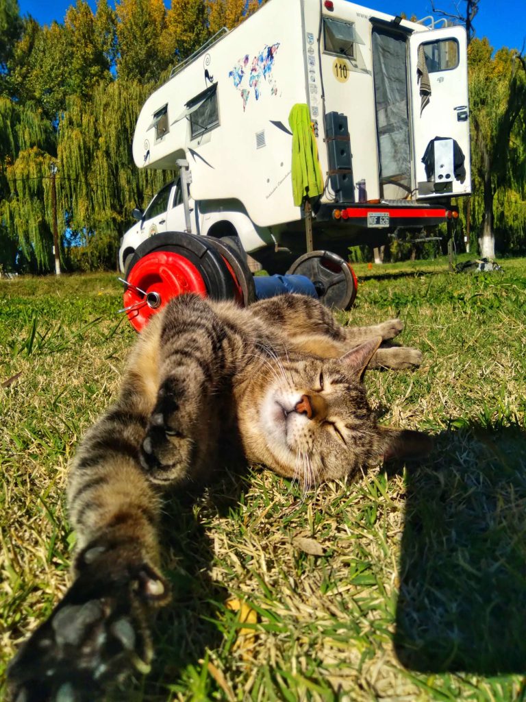 Gata durmiendo