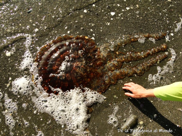 Medusa en las playas de Paracas
