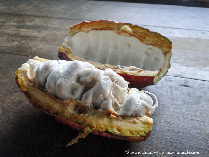 Interior de un fruto de cacao.