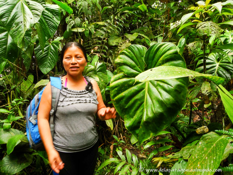 Guía waorani explicando el uso que les dan a las plantas de la selva