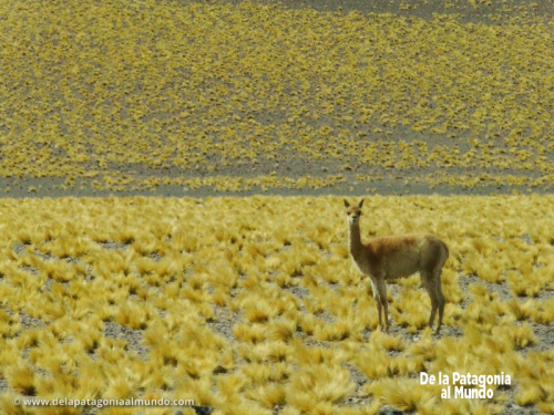 Catamarca 