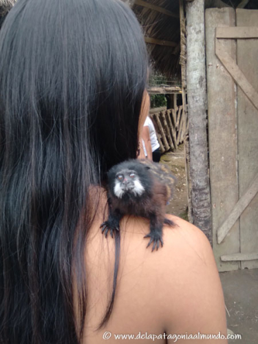 Monito titi pigmeo. Comunidad indígena Wayuri. Puyo, Ecuador