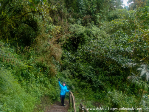 Bosques andinos ecuatorianos