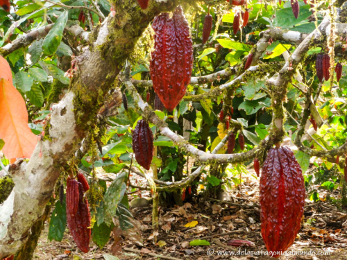 Semillas de cacao. Puyo, Ecuador