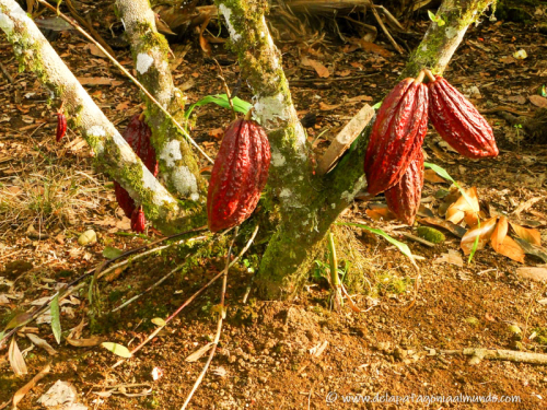 Semillas de cacao. Puyo, Ecuador