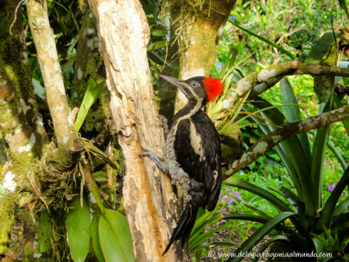 Pájaro carpintero en Puyo, Ecuador