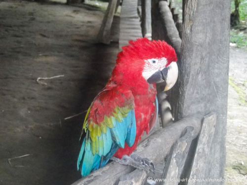 Papagayo en Puyo, Ecuador