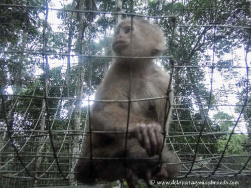 Monito rescatado en el refugio Paseo de los Monos. Puyo, Ecuador