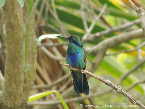 Colibrí en Ecuador