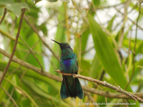 Colibrí en Ecuador