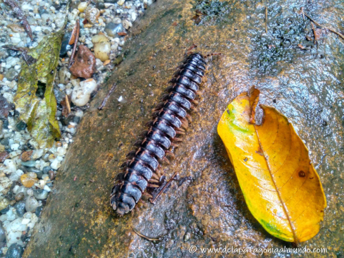 Ciempiés en la selva ecuatoriana 