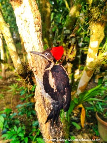 Pájaro carpintero, Ecuador