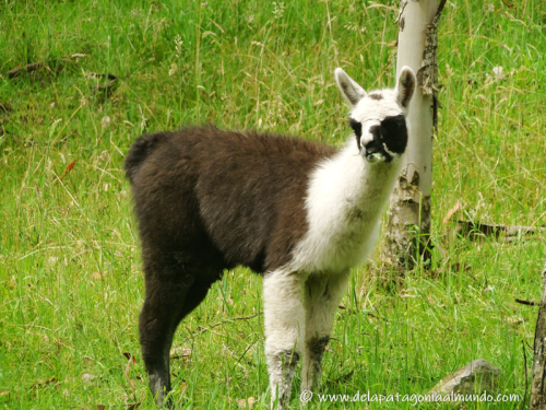 Llamita en Quito, Ecuador