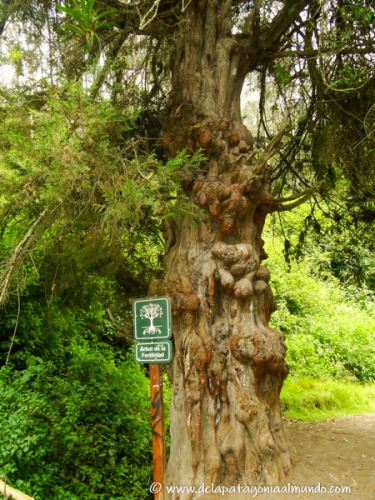 Árbol de la fertilidad. Otavalo, Ecuador